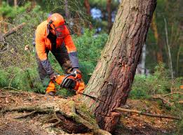 How Our Tree Care Process Works  in  Harmony, PA