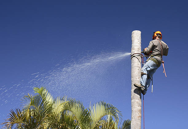 Best Root Management and Removal  in Harmony, PA