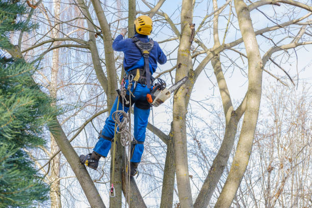 Best Leaf Removal  in Harmony, PA