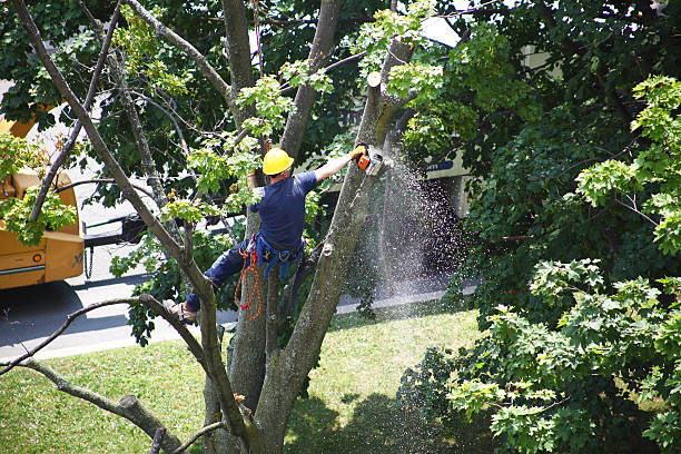 Best Storm Damage Tree Cleanup  in Harmony, PA