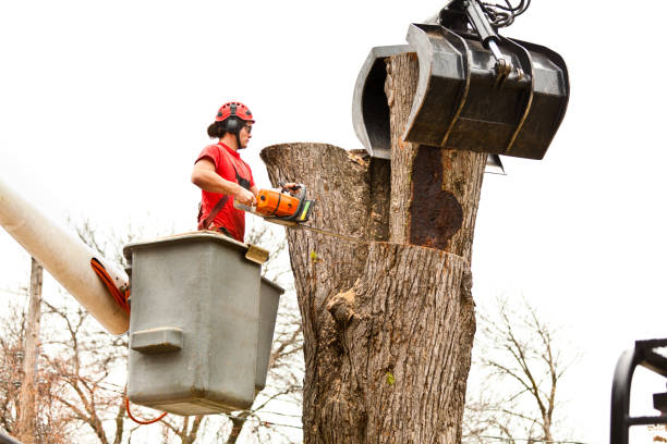 Trusted Harmony, PA Tree Care Experts